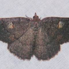 Apodasmia rufonigraria at Sheldon, QLD - 23 Nov 2007 by PJH123