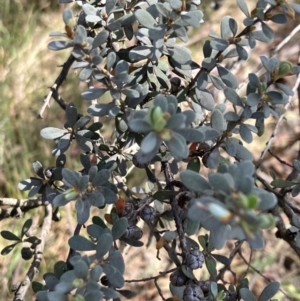 Leptospermum myrtifolium at Hall, ACT - 7 Nov 2023 02:50 PM