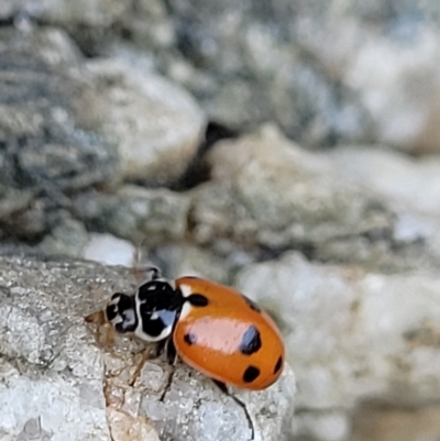 Hippodamia variegata (Spotted Amber Ladybird) at Wapengo, NSW - 11 Nov 2023 by trevorpreston