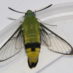 Cephonodes australis (Australian Coffee Hawk Moth) at Sheldon, QLD - 23 Nov 2007 by PJH123