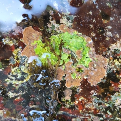 Unidentified Marine Alga & Seaweed at Wapengo, NSW - 11 Nov 2023 by trevorpreston