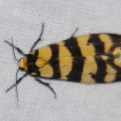 Chiriphe equidistans (A Tiger moth) at Sheldon, QLD - 23 Nov 2007 by PJH123