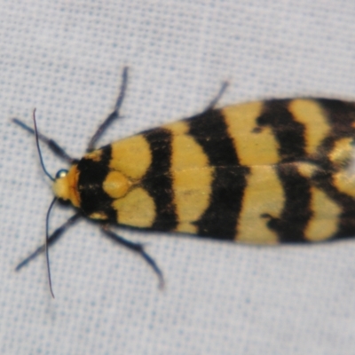Chiriphe equidistans (A Tiger moth) at Sheldon, QLD - 23 Nov 2007 by PJH123