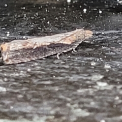Strepsicrates infensa (an Olethreutine moth) at Wapengo, NSW - 11 Nov 2023 by trevorpreston