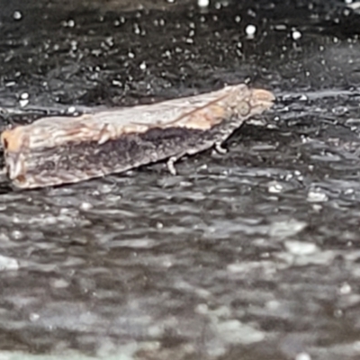Unidentified Tortricid moth (Tortricidae) at Wapengo, NSW - 11 Nov 2023 by trevorpreston