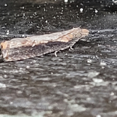 Strepsicrates infensa (an Olethreutine moth) at Wapengo, NSW - 11 Nov 2023 by trevorpreston