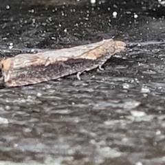 Unidentified Tortricid moth (Tortricidae) at Wapengo, NSW - 11 Nov 2023 by trevorpreston
