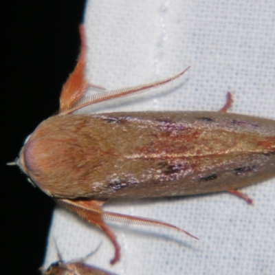 Cryptophasa rubescens (A Timber Moth) at Sheldon, QLD - 23 Nov 2007 by PJH123