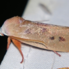 Cryptophasa rubescens at Sheldon, QLD - 23 Nov 2007