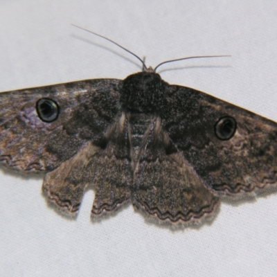 Donuca castalia (An Erebid moth (Catocalini)) at Sheldon, QLD - 23 Nov 2007 by PJH123