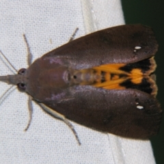 Hypocala guttiventris (A Noctuid moth (Erebidae)) at Sheldon, QLD - 23 Nov 2007 by PJH123