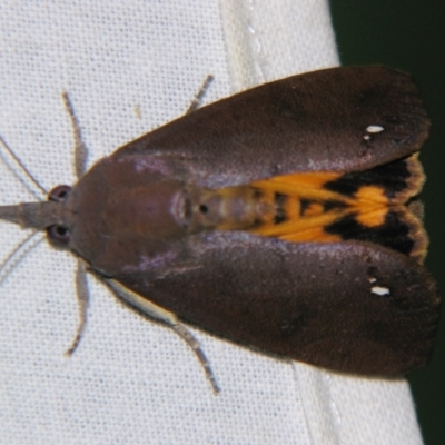 Hypocala guttiventris (A Noctuid moth (Erebidae)) at Sheldon, QLD - 23 Nov 2007 by PJH123