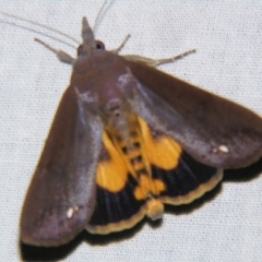 Hypocala guttiventris at Sheldon, QLD - suppressed