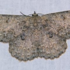 Hypodoxa erebusata (A Geometer moth (Geometrinae)) at Sheldon, QLD - 23 Nov 2007 by PJH123