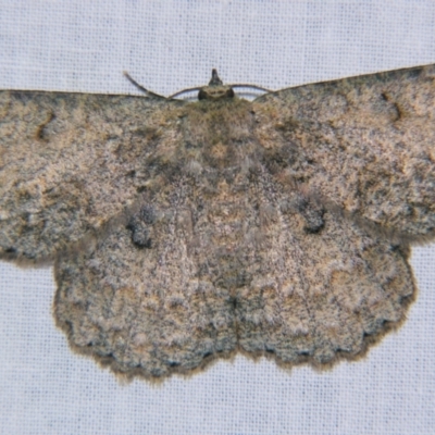 Hypodoxa erebusata (A Geometer moth (Geometrinae)) at Sheldon, QLD - 23 Nov 2007 by PJH123