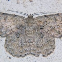 Hypodoxa erebusata (A Geometer moth (Geometrinae)) at Sheldon, QLD - 23 Nov 2007 by PJH123