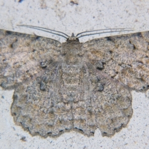 Hypodoxa erebusata at Sheldon, QLD - suppressed