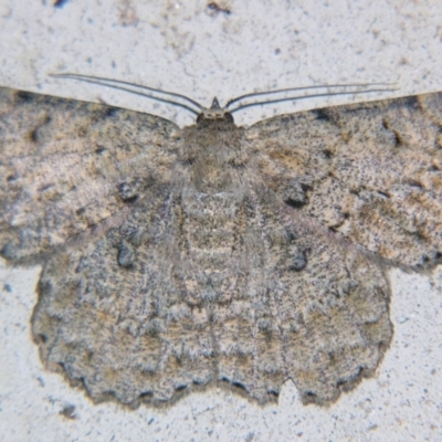 Hypodoxa erebusata (A Geometer moth (Geometrinae)) at Sheldon, QLD - 23 Nov 2007 by PJH123