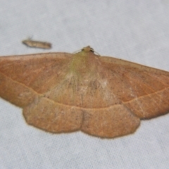 Idiodes apicata (Bracken Moth) at Sheldon, QLD - 23 Nov 2007 by PJH123