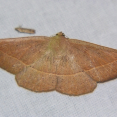 Idiodes apicata (Bracken Moth) at Sheldon, QLD - 23 Nov 2007 by PJH123
