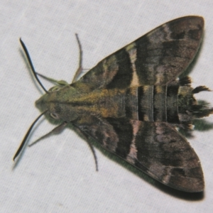 Macroglossum errans at Sheldon, QLD - 23 Nov 2007 10:25 PM