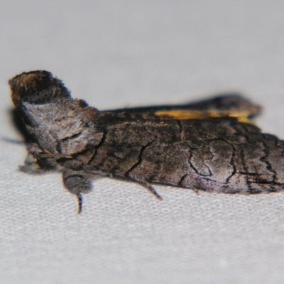 Prorocopis euxantha (Golden Crest) at Sheldon, QLD - 23 Nov 2007 by PJH123