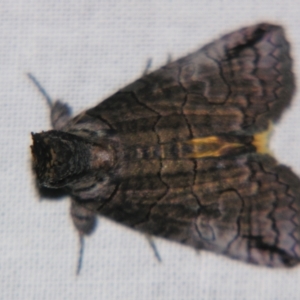Prorocopis euxantha at Sheldon, QLD - suppressed