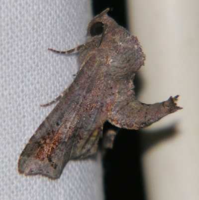 Targalla plumbea (Barred Euteliid) at Sheldon, QLD - 23 Nov 2007 by PJH123