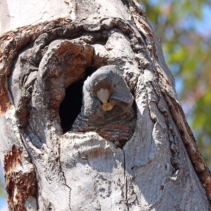 Callocephalon fimbriatum at Aranda, ACT - 12 Nov 2023