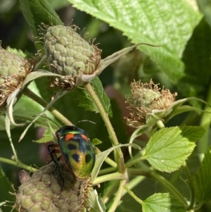 Scutiphora pedicellata at Lyneham, ACT - suppressed