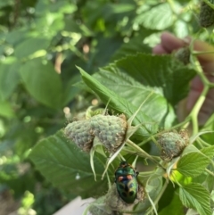 Scutiphora pedicellata at Lyneham, ACT - suppressed