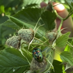 Scutiphora pedicellata at Lyneham, ACT - suppressed