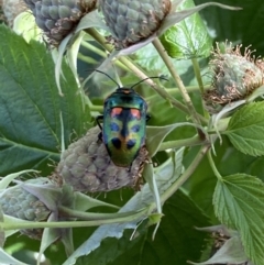 Scutiphora pedicellata at Lyneham, ACT - suppressed