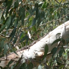 Varanus varius (Lace Monitor) at Wallum - 12 Nov 2023 by Sanpete