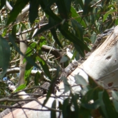 Varanus varius at Wallum - suppressed