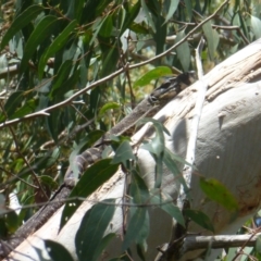 Varanus varius at Wallum - 12 Nov 2023