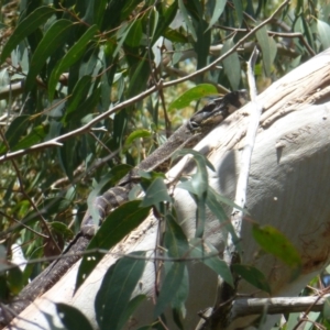 Varanus varius at Wallum - suppressed