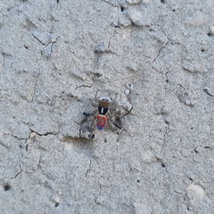 Maratus pavonis at QPRC LGA - suppressed