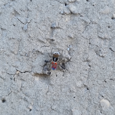 Maratus pavonis (Dunn's peacock spider) at QPRC LGA - 12 Nov 2023 by Shairlyn