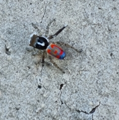 Maratus pavonis at QPRC LGA - suppressed