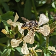 Megachile (Eutricharaea) maculariformis (Gold-tipped leafcutter bee) at Holder, ACT - 12 Nov 2023 by Miranda