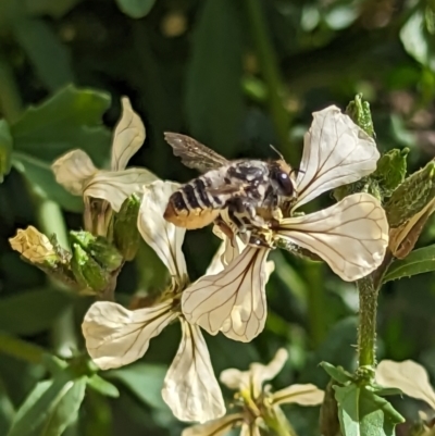 Megachile (Eutricharaea) maculariformis (Gold-tipped leafcutter bee) at Holder, ACT - 12 Nov 2023 by Miranda