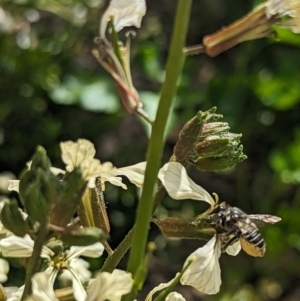Megachile (Eutricharaea) maculariformis at Holder, ACT - 12 Nov 2023