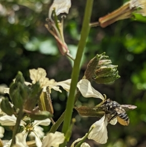 Megachile (Eutricharaea) maculariformis at Holder, ACT - 12 Nov 2023 04:17 PM