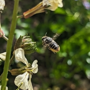 Megachile (Eutricharaea) maculariformis at Holder, ACT - 12 Nov 2023 04:17 PM