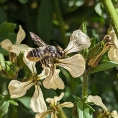 Megachile (Eutricharaea) maculariformis at Holder, ACT - 12 Nov 2023 04:17 PM