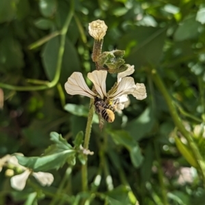 Megachile (Eutricharaea) maculariformis at Holder, ACT - 12 Nov 2023 04:17 PM