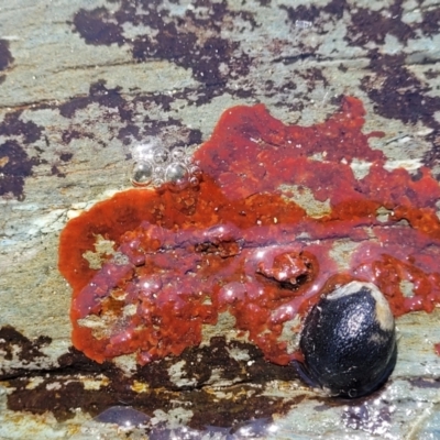 Unidentified Marine Alga & Seaweed at Wapengo, NSW - 11 Nov 2023 by trevorpreston