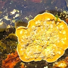 Unverified Marine Alga & Seaweed at Wapengo, NSW - 11 Nov 2023 by trevorpreston