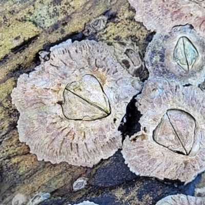 Unidentified Barnacle at Wapengo, NSW - 11 Nov 2023 by trevorpreston